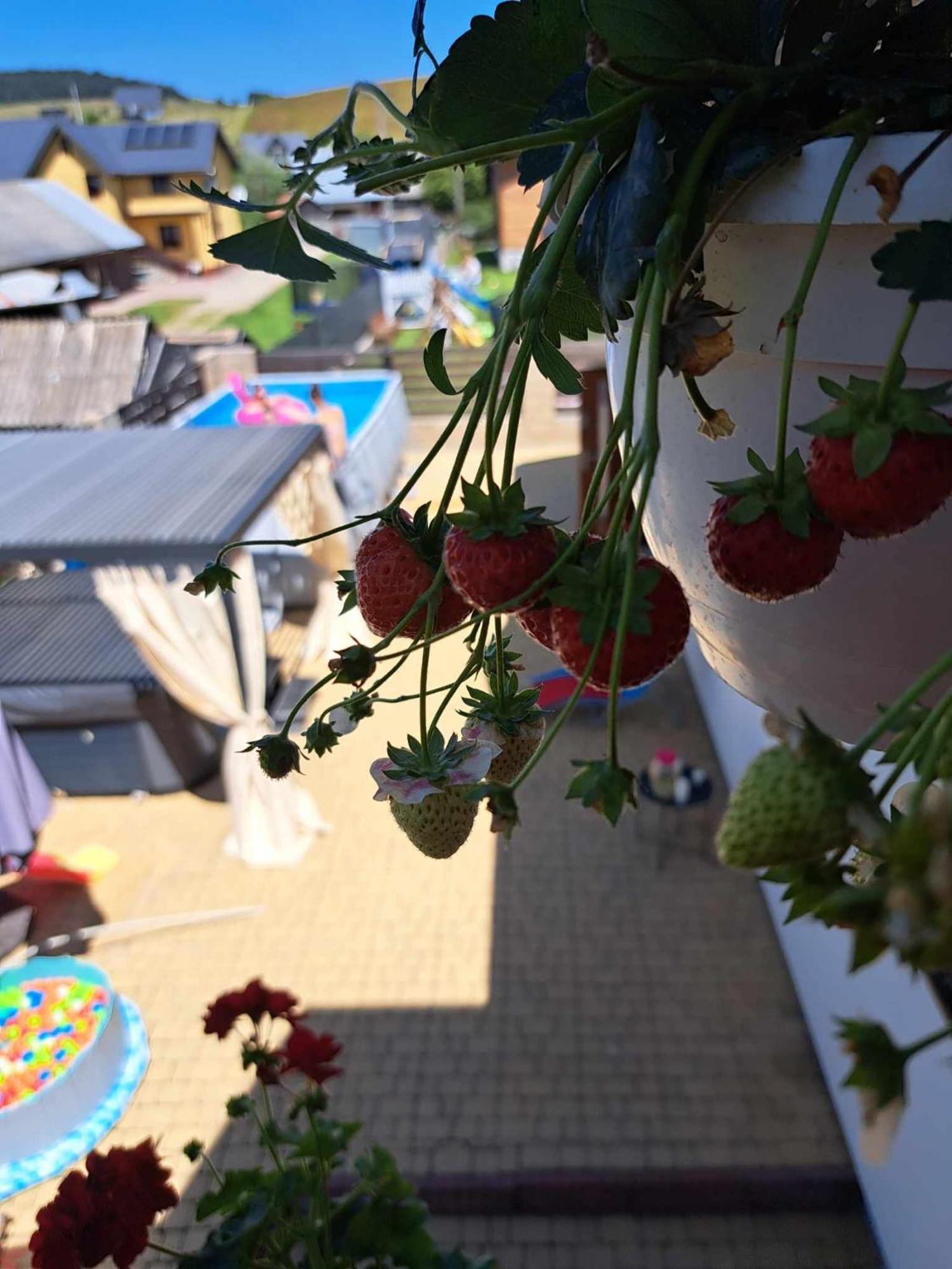 Apartamenty Maja ティリチ エクステリア 写真